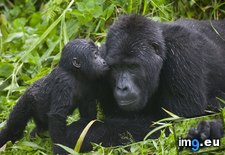 Tags: bwindi, gorilla, impenetrable, kisses, national, park, uganda (Pict. in Beautiful photos and wallpapers)