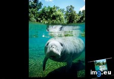 Tags: graceful, manatee (Pict. in National Geographic Photo Of The Day 2001-2009)