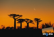 Tags: baobab, grandidier, madagascar, trees (Pict. in Beautiful photos and wallpapers)