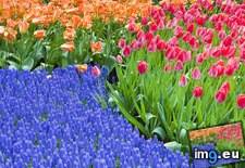Tags: gardens, grape, hyacinth, keukenhof, netherlands, tulips (Pict. in Beautiful photos and wallpapers)