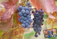 Tags: grapes (Pict. in 1920x1200 wallpapers HD)
