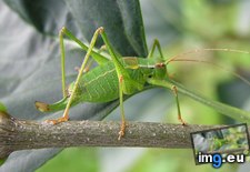 Tags: 1366x768, grasshopper, wallpaper (Pict. in Animals Wallpapers 1366x768)