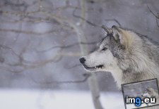 Tags: gray, snow, wolf (Pict. in Beautiful photos and wallpapers)