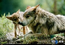 Tags: gray, wolves (Pict. in National Geographic Photo Of The Day 2001-2009)