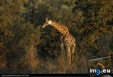 Tags: africa, giraffe, grazing, south (Pict. in National Geographic Photo Of The Day 2001-2009)