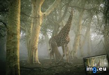 Tags: giraffe, grazing (Pict. in National Geographic Photo Of The Day 2001-2009)