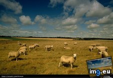 Tags: denmark, grazing, sheep (Pict. in National Geographic Photo Of The Day 2001-2009)