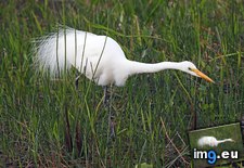 Tags: egret, everglades, florida, great, national, park (Pict. in Beautiful photos and wallpapers)