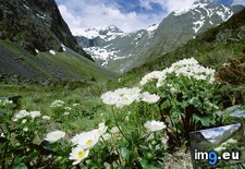 Tags: buttercups, fjordland, great, mountain, national, new, park, zealand (Pict. in Beautiful photos and wallpapers)