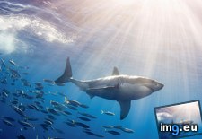 Tags: fish, great, mexico, schooling, shark, white (Pict. in Beautiful photos and wallpapers)