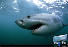 Tags: gansbaai, great, shark, white (Pict. in National Geographic Photo Of The Day 2001-2009)