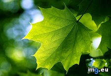 Tags: green, leaf, wallpaper, wide (Pict. in Unique HD Wallpapers)
