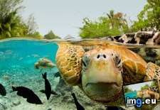 Tags: bora, corbis, french, green, polynesia, sea, turtles (Pict. in Best photos of January 2013)