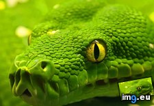 Tags: 1366x768, green, snake, wallpaper (Pict. in Animals Wallpapers 1366x768)