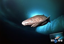 Tags: greenland, shark, swim (Pict. in National Geographic Photo Of The Day 2001-2009)