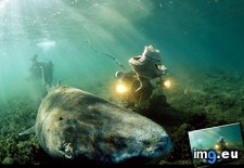 Tags: greenland, shark (Pict. in National Geographic Photo Of The Day 2001-2009)