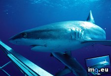 Tags: grey, reef, shark (Pict. in National Geographic Photo Of The Day 2001-2009)