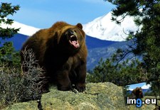 Tags: 1366x768, bear, grizzly, wallpaper (Pict. in Animals Wallpapers 1366x768)