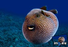 Tags: corbis, guineafowl, hawaii, pufferfish, unlimited, visuals (Pict. in Best photos of January 2013)