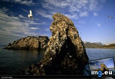 Tags: alaska, gull, island (Pict. in National Geographic Photo Of The Day 2001-2009)