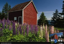 Tags: field, halifax, lupine (Pict. in National Geographic Photo Of The Day 2001-2009)