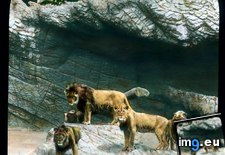 Tags: exhibit, hagenbeck, hamburg, lion, zoo (Pict. in Branson DeCou Stock Images)