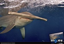 Tags: bahamas, hammerhead, shark (Pict. in National Geographic Photo Of The Day 2001-2009)
