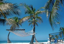 Tags: belize, caye, hammock, northern, palms (Pict. in Beautiful photos and wallpapers)