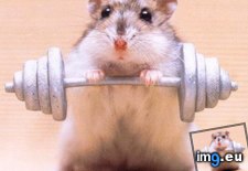 Tags: funny, hamster, meme (Pict. in Funny pics and meme mix)