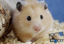 Tags: 1366x768, hamster, wallpaper (Pict. in Animals Wallpapers 1366x768)
