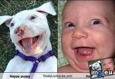 Tags: baby, funny, happy, likes, puppy (Pict. in Rehost)