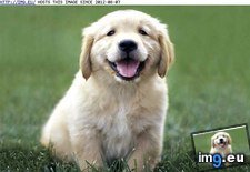 Tags: happy, puppy (Pict. in Cute Puppies)