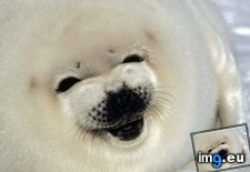 Tags: canada, gulf, harp, lawrence, pup, seal (Pict. in Beautiful photos and wallpapers)