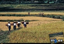 Tags: harvesting, rice (Pict. in National Geographic Photo Of The Day 2001-2009)