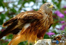 Tags: 1366x768, hawk, wallpaper (Pict. in Animals Wallpapers 1366x768)