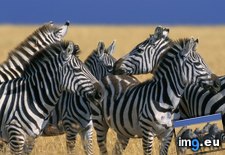 Tags: herd, kenya, mara, masai, national, plains, reserve, zebras (Pict. in Beautiful photos and wallpapers)