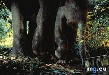 Tags: calf, elephant, hiding (Pict. in National Geographic Photo Of The Day 2001-2009)