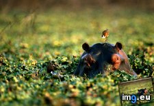 Tags: hippo, hitchhiker (Pict. in National Geographic Photo Of The Day 2001-2009)