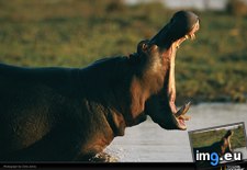 Tags: hippopotamus, johns (Pict. in National Geographic Photo Of The Day 2001-2009)