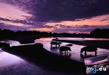 Tags: dawn, hippos, zambia (Pict. in Beautiful photos and wallpapers)