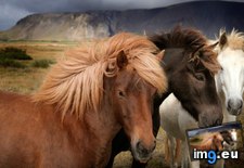 Tags: 1366x768, hobbyhorse, wallpaper (Pict. in Animals Wallpapers 1366x768)