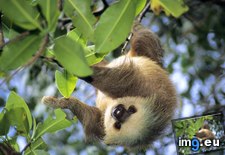Tags: hoffmann, panama, sloth, toed, two (Pict. in Beautiful photos and wallpapers)