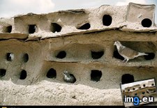 Tags: homing, pigeons (Pict. in National Geographic Photo Of The Day 2001-2009)