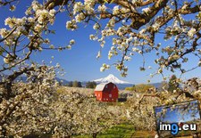 Tags: apple, blossoms, hood, oregon, river, valley (Pict. in Beautiful photos and wallpapers)