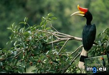 Tags: hornbill, perch (Pict. in National Geographic Photo Of The Day 2001-2009)