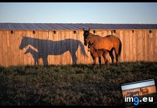 Tags: horse, shadows (Pict. in National Geographic Photo Of The Day 2001-2009)