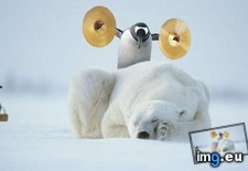 Tags: fun, funny, how, meme, penguins (Pict. in Funny pics and meme mix)