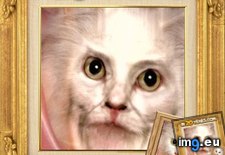 How your cat will look in 20 years (funny face) (#Funny #Cat #Years #Face #How) - 37 KB Tags: cat, face, funny, how, years (Pict. in Rehost)