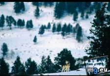 Tags: howling, wolf (Pict. in National Geographic Photo Of The Day 2001-2009)