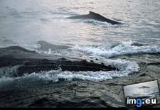 Tags: humpback, wave, waves, whale (Pict. in National Geographic Photo Of The Day 2001-2009)